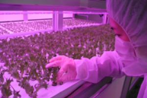 完全人工光型植物工場のメリット